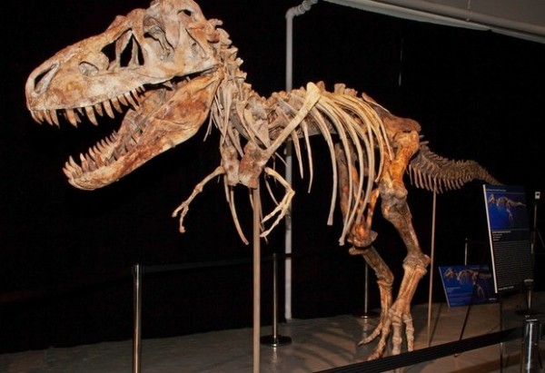 “Тарбозавр батаар”-ыг худалдсан Эрик Прокопиг баривчилжээ