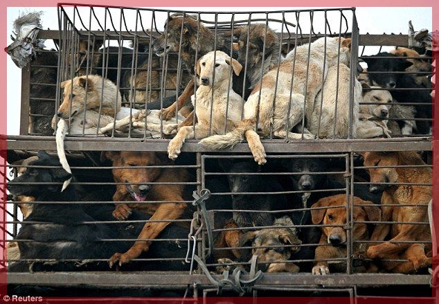 Хятад, солонгос ресторан хувь хүмүүсийг хөлслөн нохой агнуулах явдал гардаг