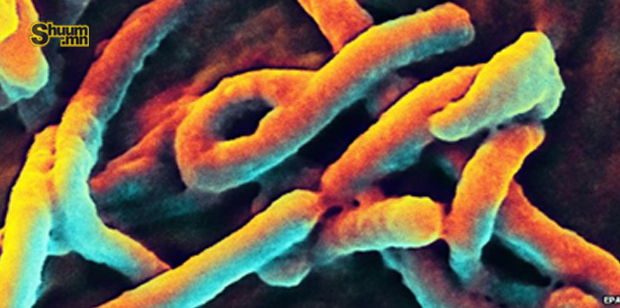 ДОХ-оос хойших хамгийн том сорилт – Эбола