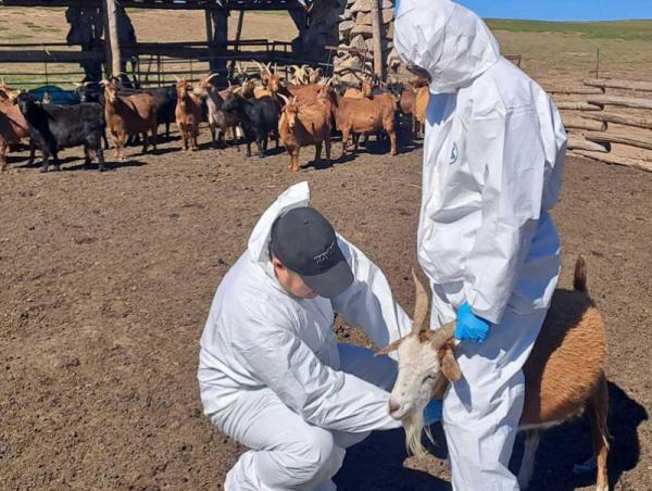 Бог малын мялзан өвчний идэвхгүй тандалт судалгааг хийлээ