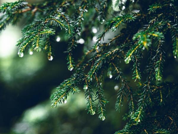 Улаанбаатарт өдөртөө 29 хэм дулаан