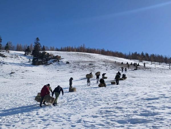 Манзуширын аманд биотехникийн арга хэмжээ хэрэгжүүлжээ