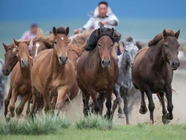 ЗГ: Монгол Улсын Ерөнхийлөгчийн санаачилсан "Дэлхийн адууны өдрийн тухай" тогтоолд дэлхийн 56 улс нэгдэн оржээ