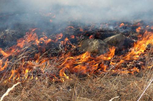 Ой, хээрийн түймрээс урьдчилан сэргийлэх болон учирсан хохирлыг тооцох журам баталлаа