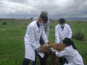 Баян-Өлгий аймагт шүлхий өвчний давтан вакцинжуулалт хийгдэж байна