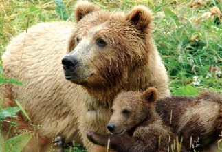 Хоёр бамбарууш машин замын голд ноцолдож байжээ  