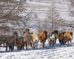 Малын хулгайчдыг саатуулжээ