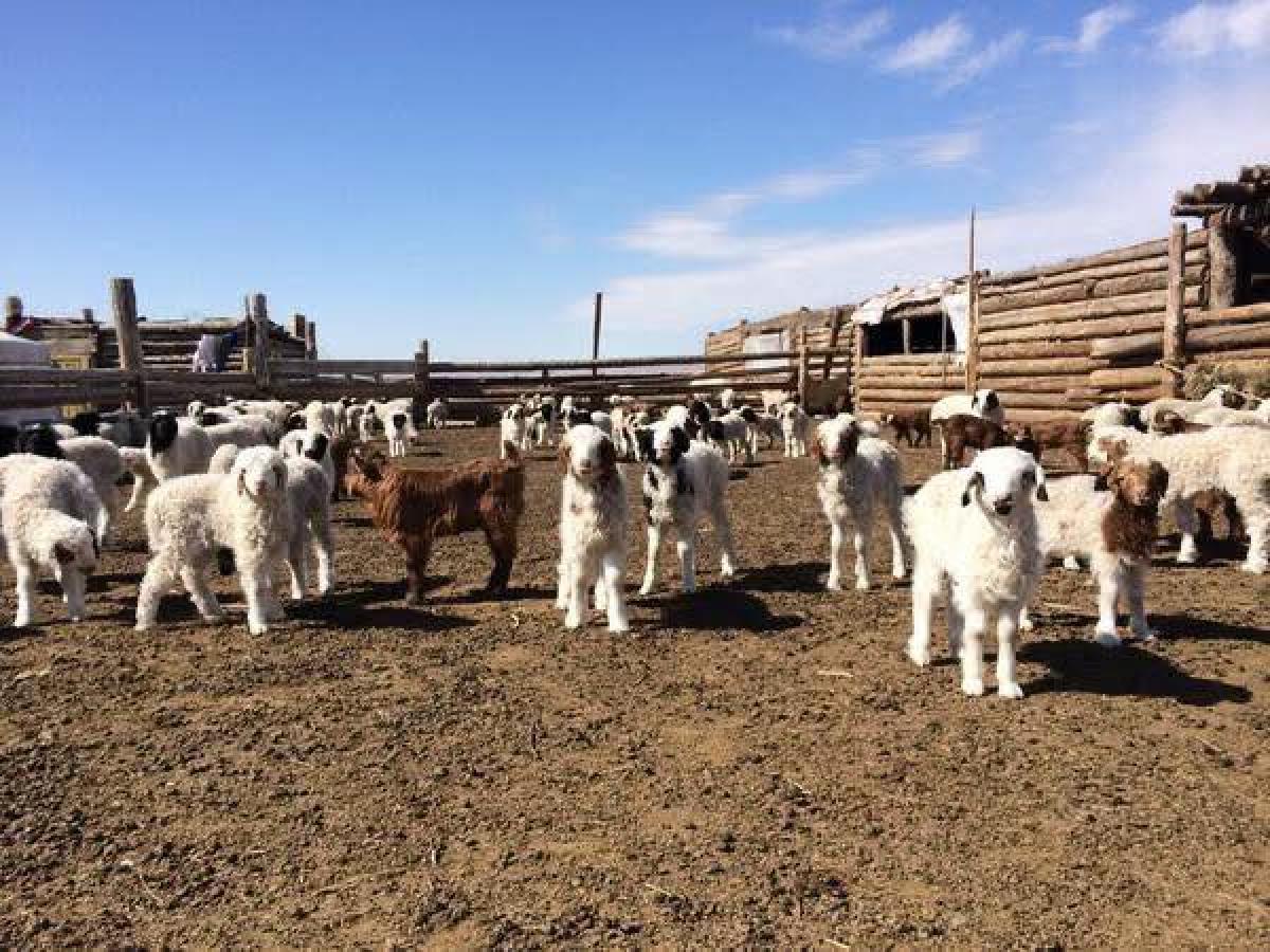 Улсын хэмжээнд 9.2 сая төл хүлээн а