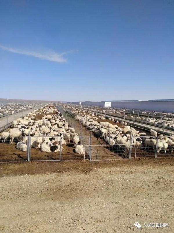Жилд 450 мянган хонь зах зээлд гаргана