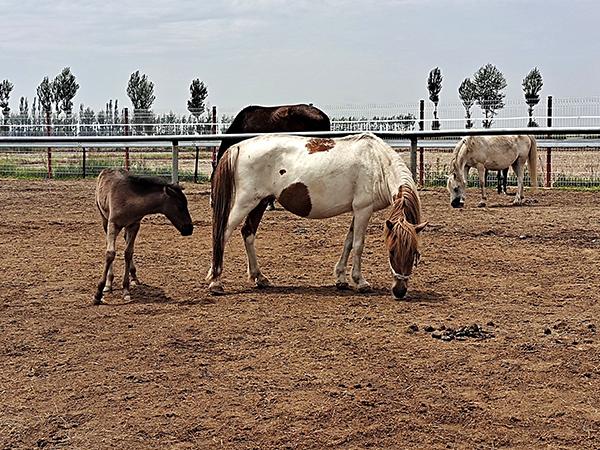 Зуун жилийн яруу алдар, зузаан найрамдлын гэрч: Адууны аж үйлдвэрээр  ядуурлаас гаргаж буй нь