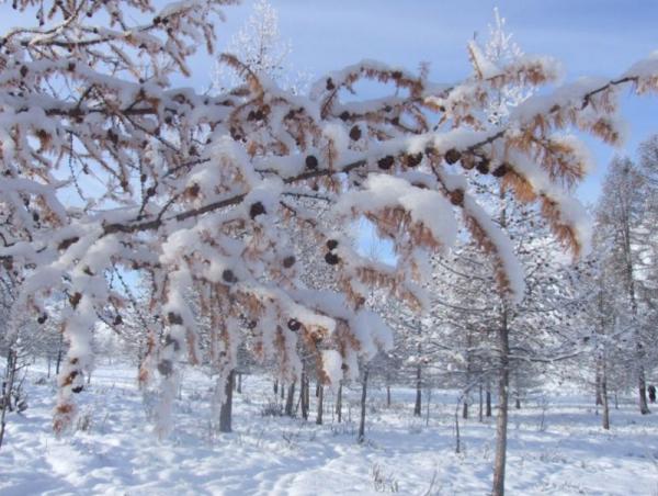 Хоёрдугаар сарын цаг агаарын ерөнхий төлөв