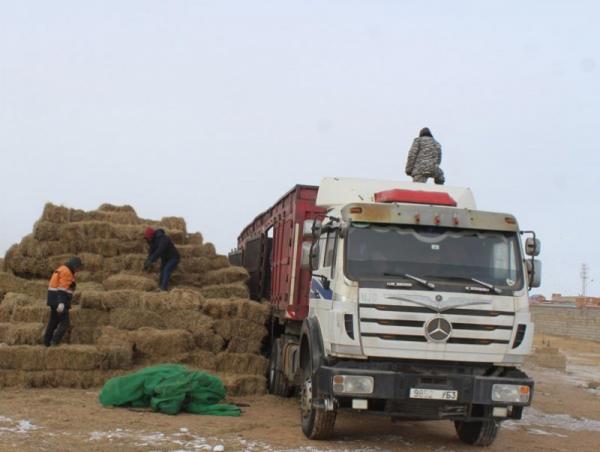 Дөрвөн аймгийн малчдад аюулгүйн нөөцийн өвс, тэжээл хүргэж эхэллээ