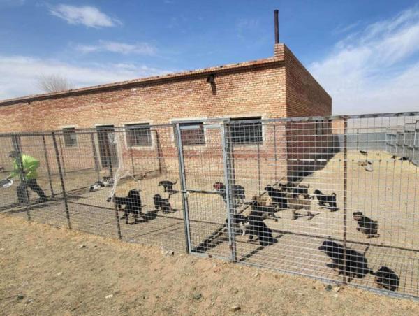 Нийслэлд байгаа эзэнгүй нохой, муурыг түр асран хамгаалах байранд шилжүүлж байна